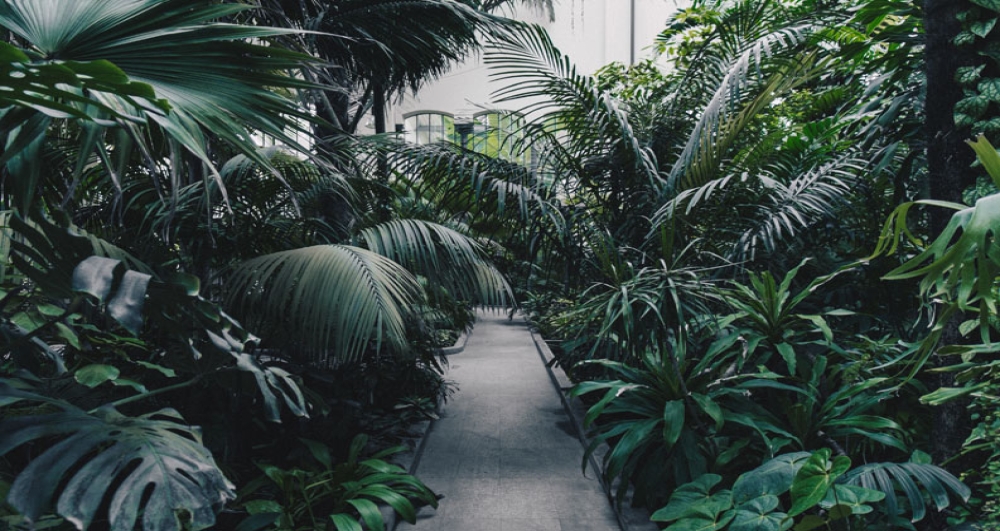 Drought Tolerant